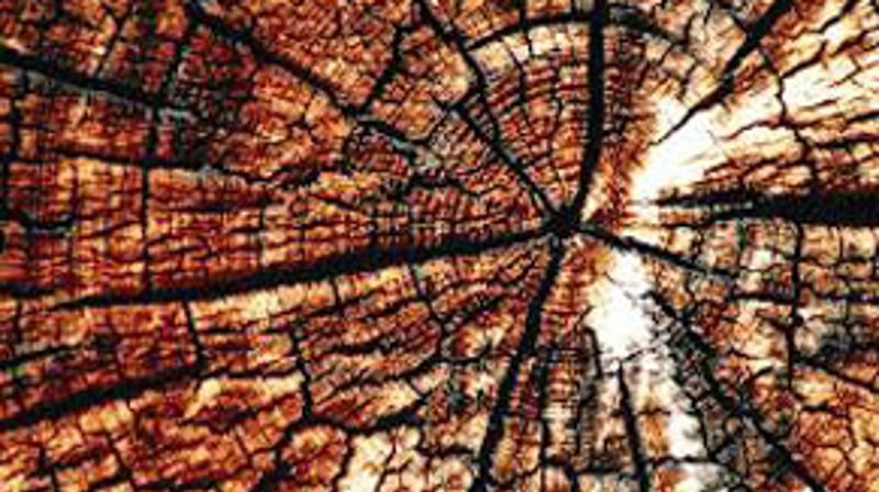 Foto: Bjarne Andersen.