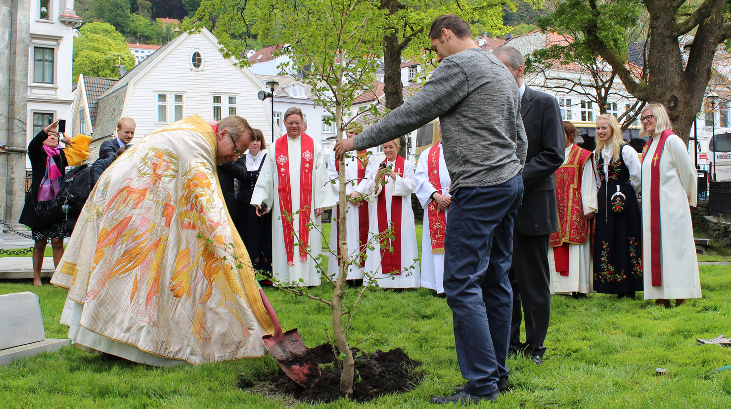 Biskop Halvor Nordhaug planta eit Luthertre ved Mariakirken 21. juni 2015.