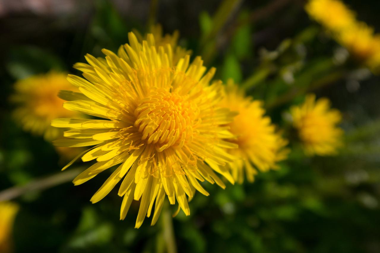 Sommervikar i prestetjeneste