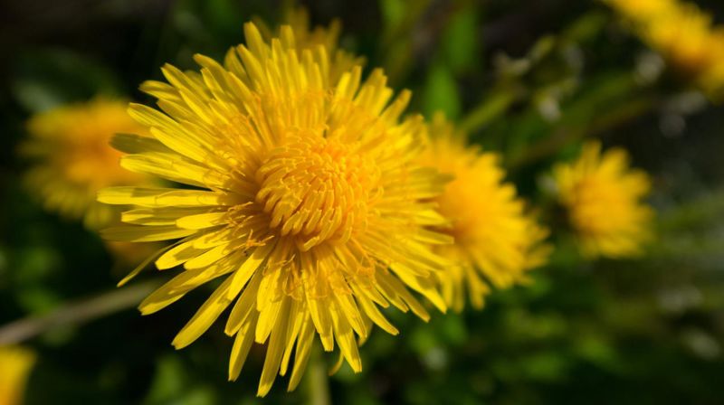 Sommervikar i prestetjeneste