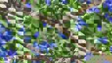 «Du vår med ljose dagar, med lengting, liv og song, du spår at Gud oss lagar ein betre vår ein gong.» E.Blix Foto: Jorun Vang