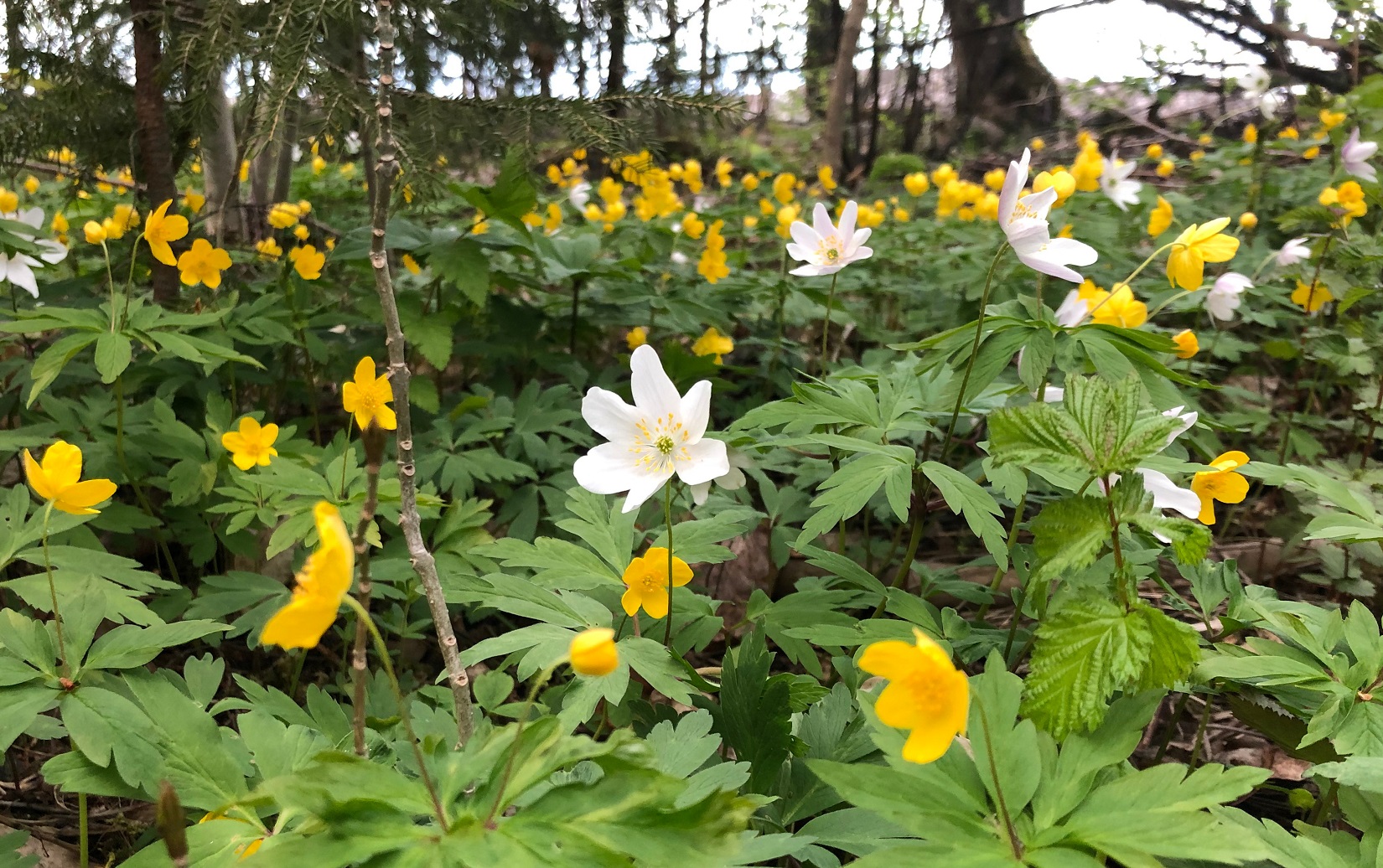 Hvitveis og gulveis. Foto: Jorun Vang