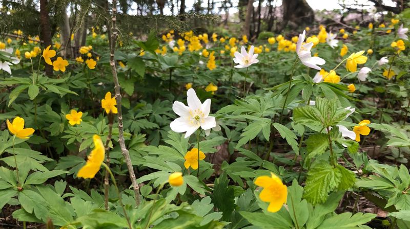 Hvitveis og gulveis. Foto: Jorun Vang
