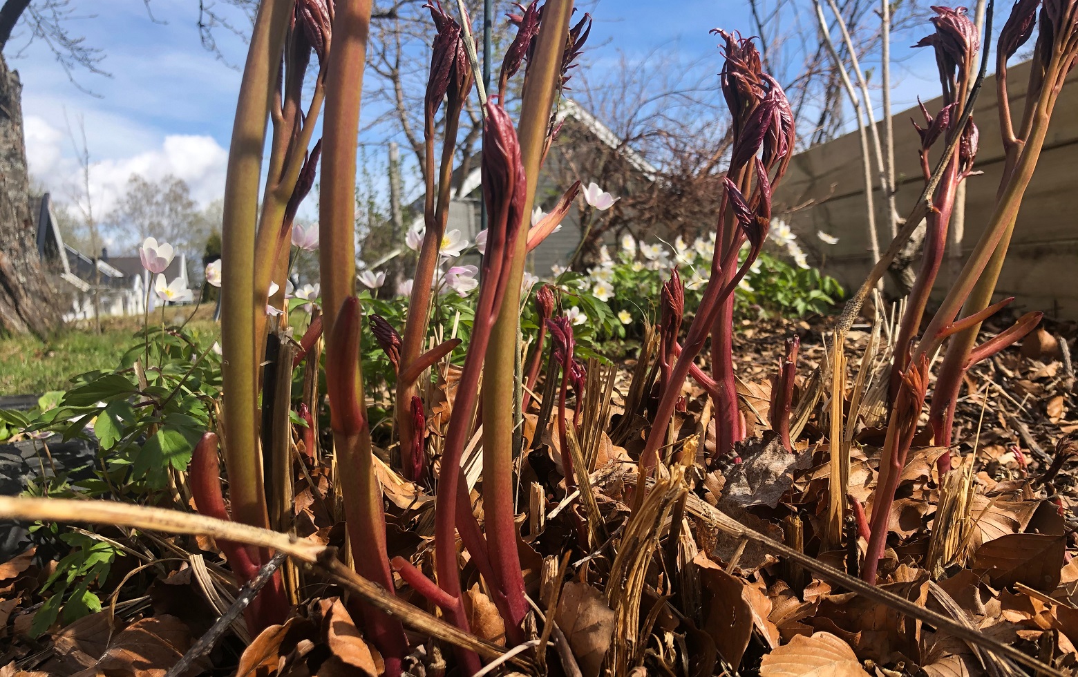 ...Nytt liv av daude gror. Foto: Jorun Vang