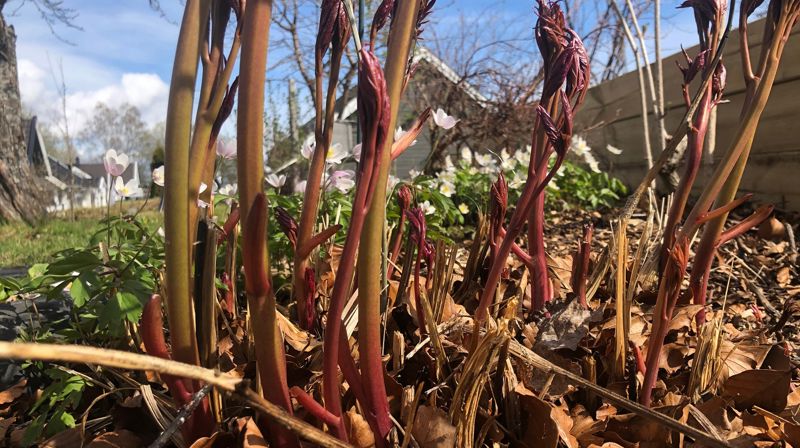 ...Nytt liv av daude gror. Foto: Jorun Vang