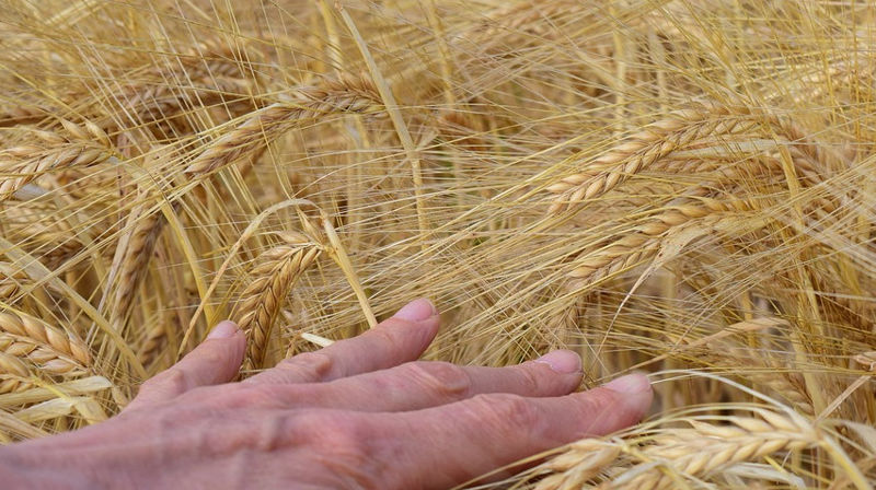 "Sanser". Foto fra pixabay.com/no