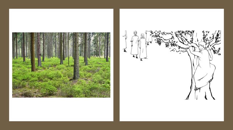 For å se Jesus, fant Sakkeus et morbærtre å klatre opp i. Det er lite morbærtrær på våre kanter, men det finnes både furu og gran, og mennesker også som kanskje drømmer om et tre å klatre opp i. Foto og illustrasjon fra pixabay.com/no.