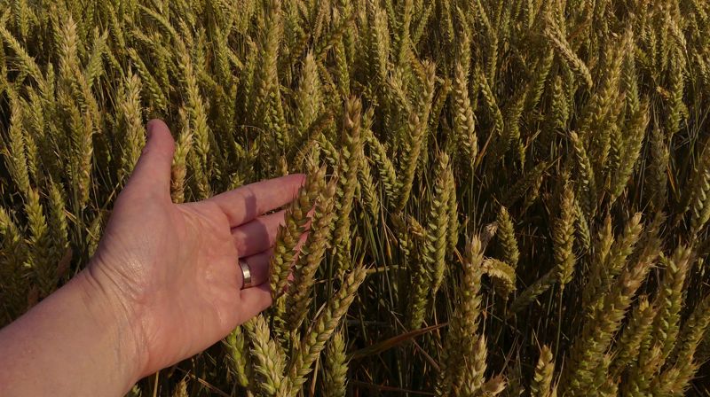 Hverdagstanker før feiringen av olsok: Såkorn som dør i jorden