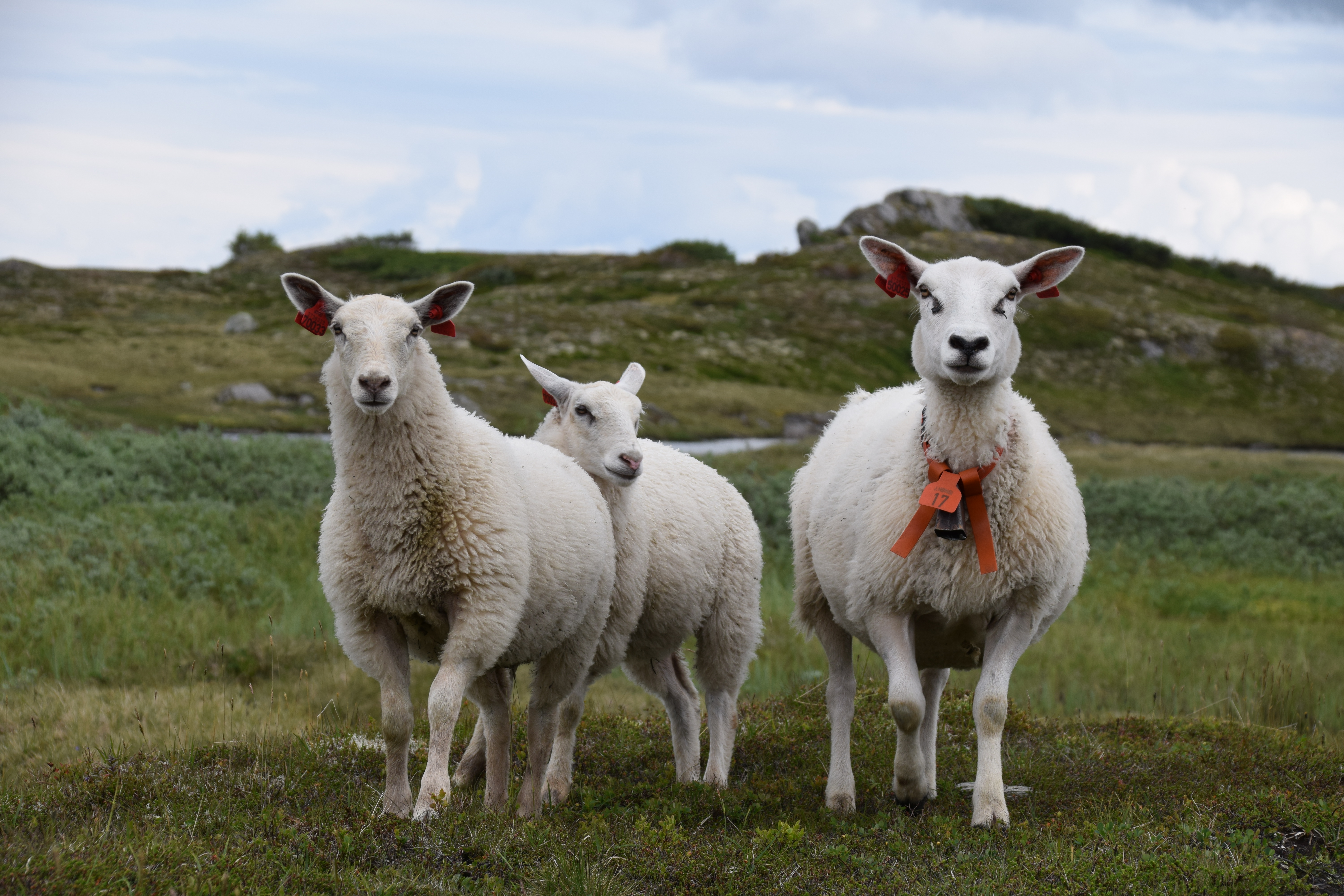 - Jeg tar vare på dere, akkurat som en hyrde tar vare på sauene sine. Foto: Tonje Eriksen Askeland