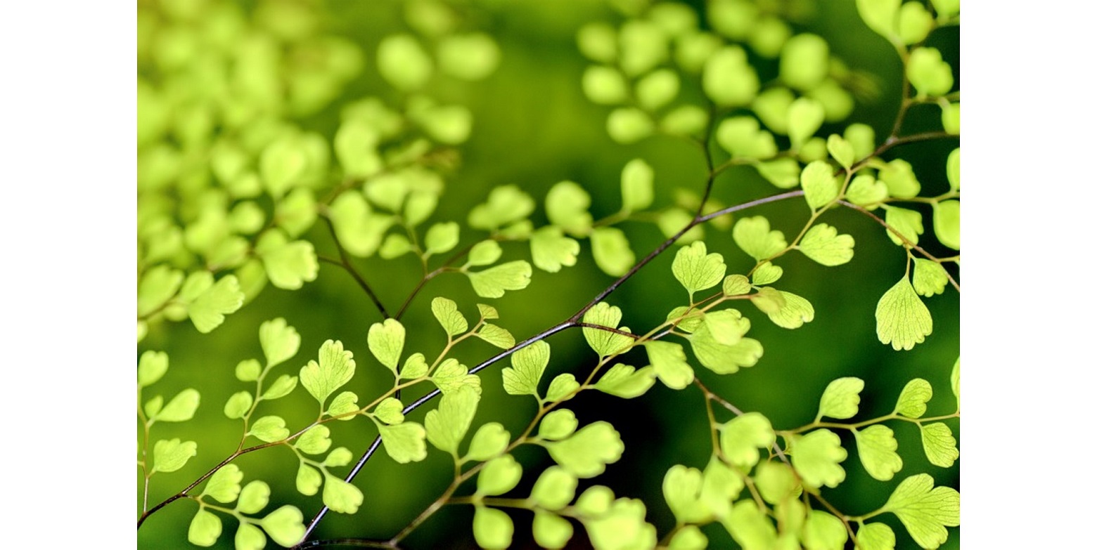 Illustrasjonsfoto fra pixabay.com/no