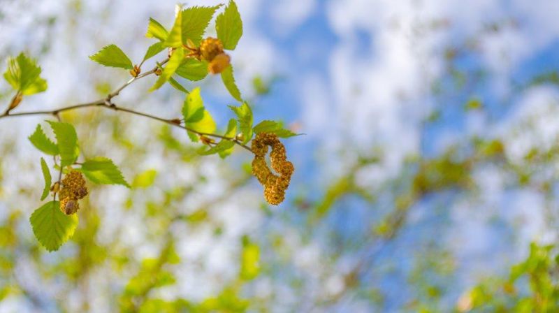 Påskemorgen: Vårløsning