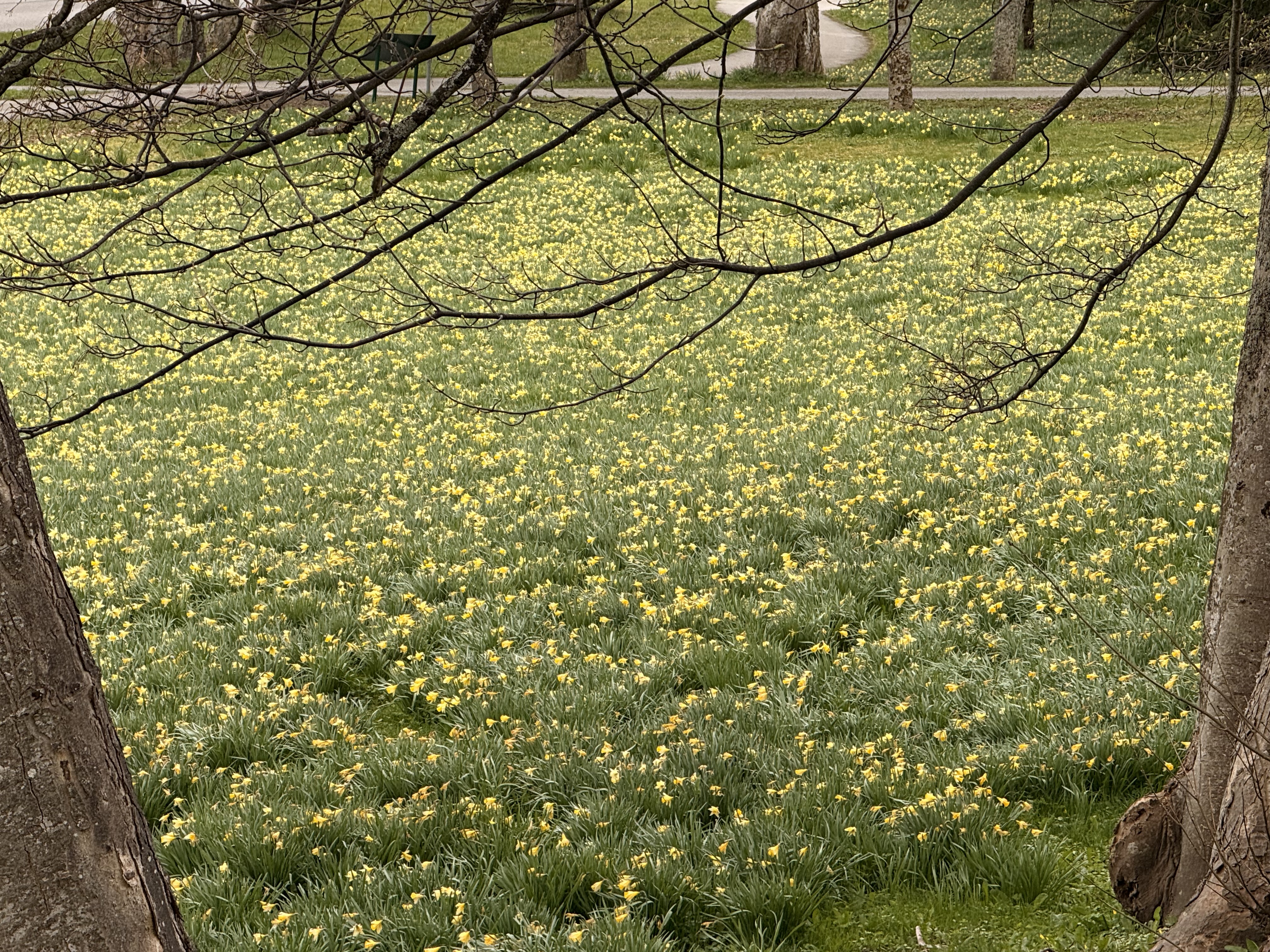 – Faktum er at den endelige døden måtte vike for Gudsrikets krefter, skriver Ingeborg Midttømme i en betraktning på tredje påskedag. Foto er fra påskeliljemarka ved Aukra kirke. (foto: Ingeborg Midttømme) 