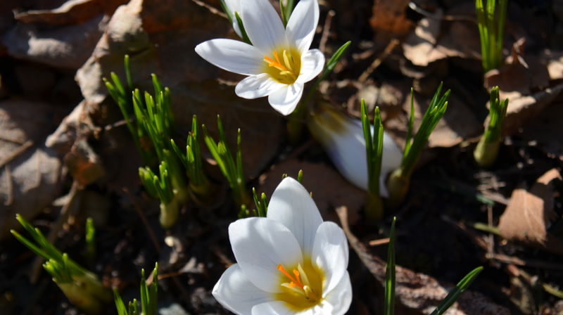 Jesu seier over døden