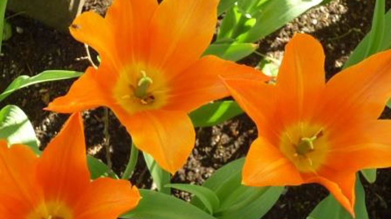 Åpningstider ved Nidaros bispedømmekontor påsken 2015