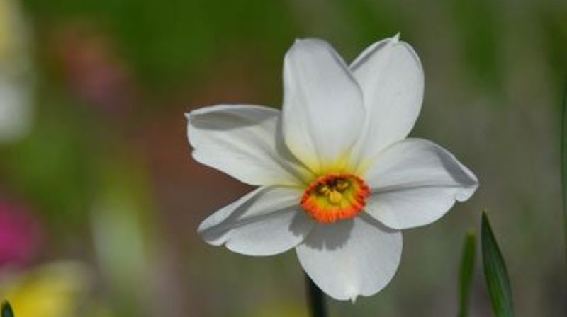 Åndens høytid, pinseandakt av biskop Tor Singsaas