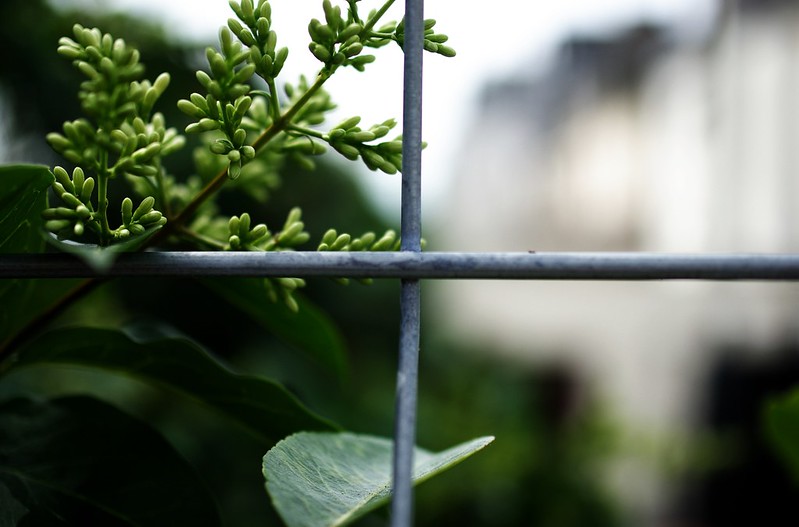 Foto: Tididi, CC, flickr