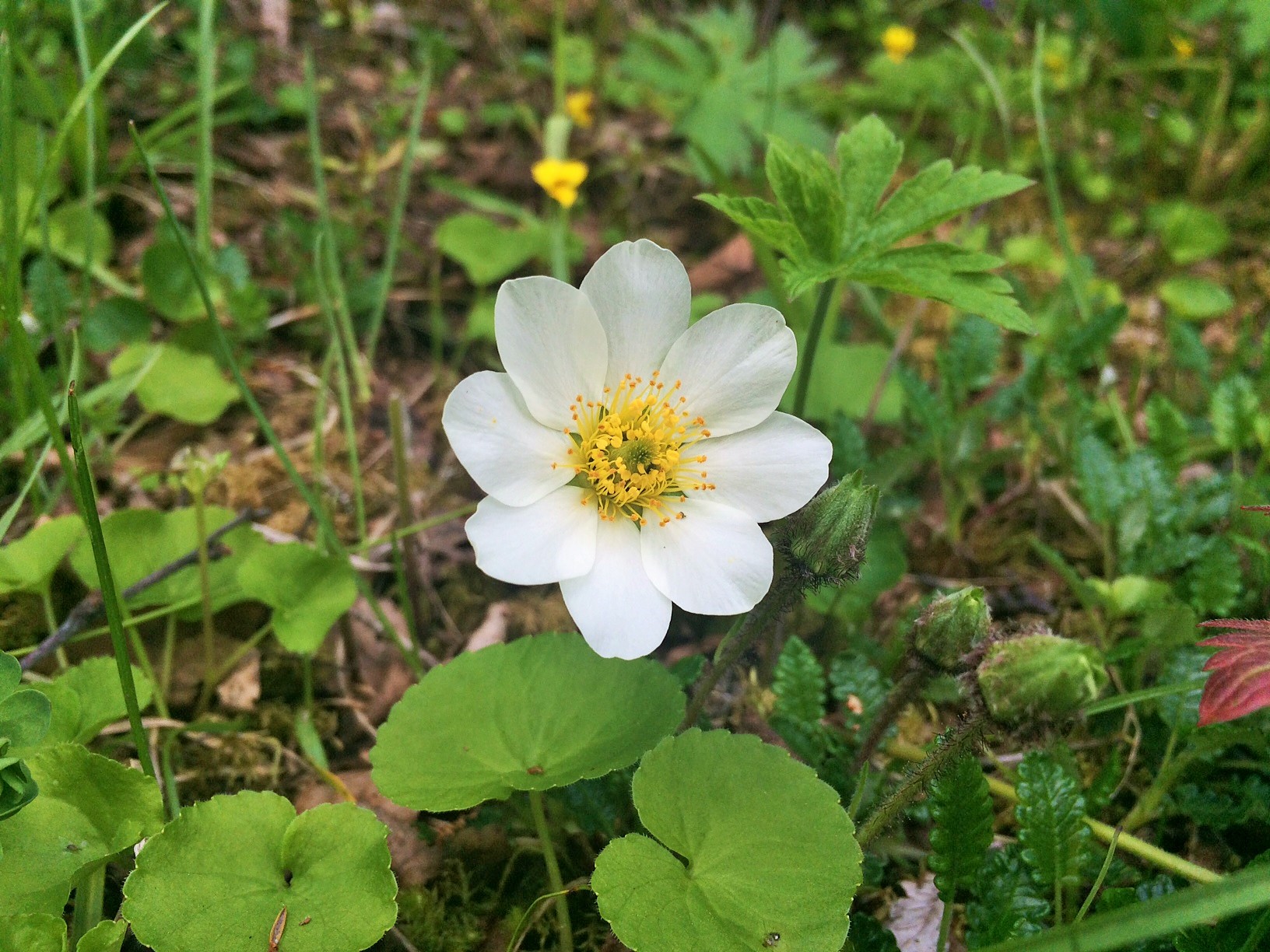 Det spirer og gror i Sørfold - grønn måned i mai