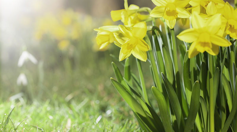 No livnar det i lundar, no lauvast det i lid …