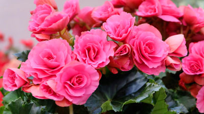 Juleglede, eller Begonia x cheimantha, er en populær stueplante som er mye brukt ved juletider. Den er en hybrid mellom to arter i Begoniafamilien. Planten er riktblomstrende, med rosa, hvite eller røde blomster. Den trives i jevnt fuktig jord på et lyst sted uten direkte solbestråling. Blomsten ble første gang krysset frem i Frankrike i 1891, og har siden blitt en populær juleplante. Hvis julegleden får godt stell kan den vare i mange år. 