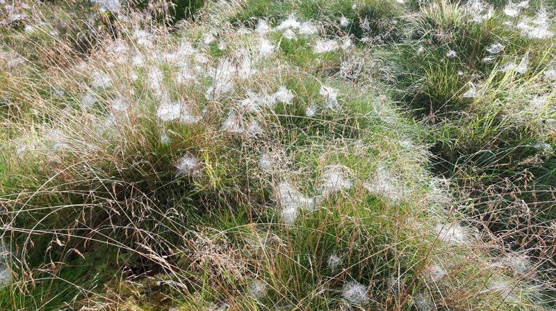Med midler fra K-stud spinner vi nettverk av kunnskap over hele landet. foto: Solveig Seines
