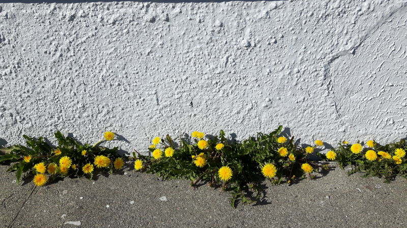 Høring vedrørende reduksjon av prestestillinger i Sør-Hålogaland bispedømme