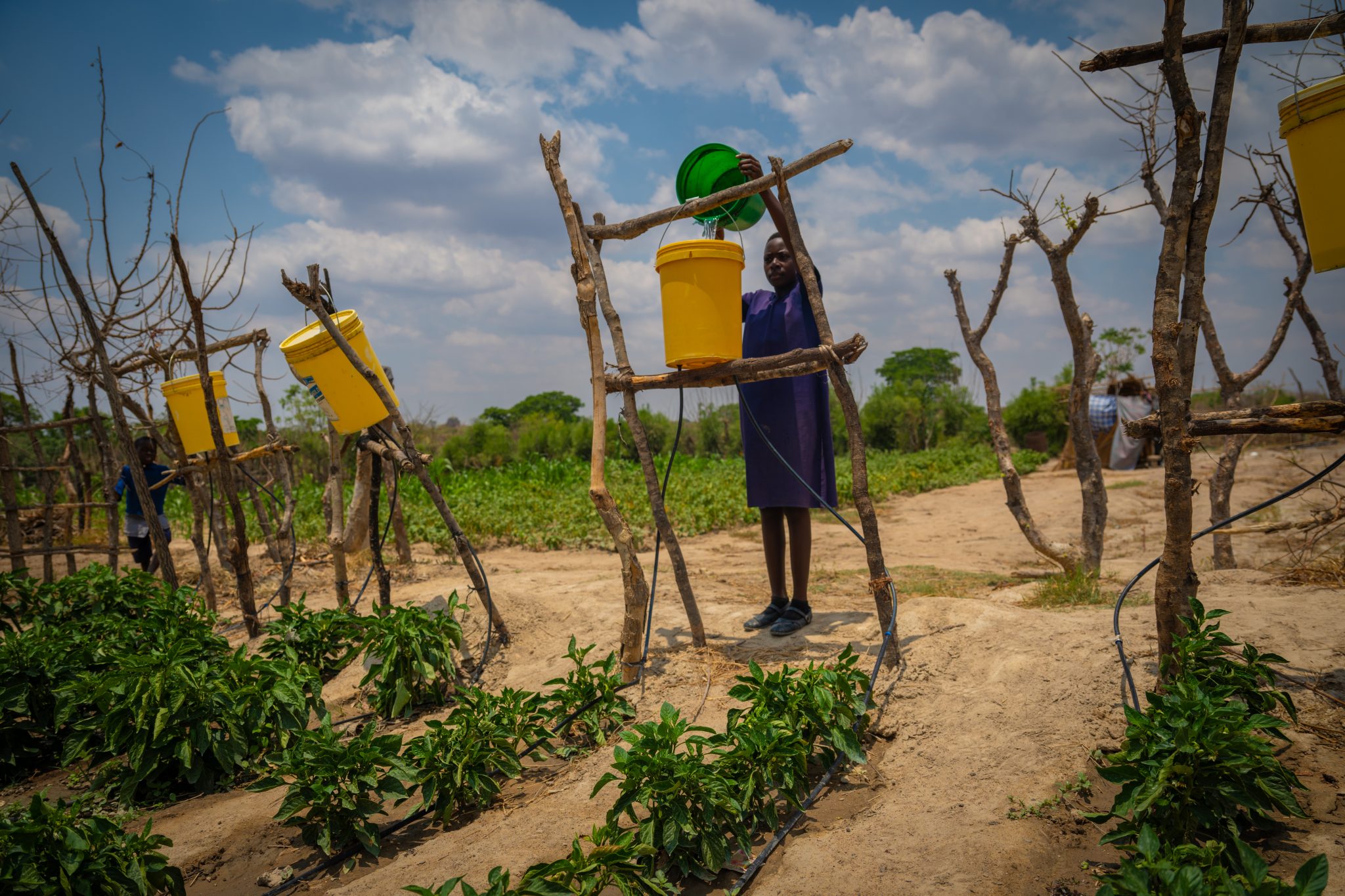 Folk i Zambia som har deltatt i Kirkens Nødhjelps opplæring i klimasmart landbruk, har klart å dyrke mat gjennom tørken i fjor. Foto: Kirkens Nødhjelp