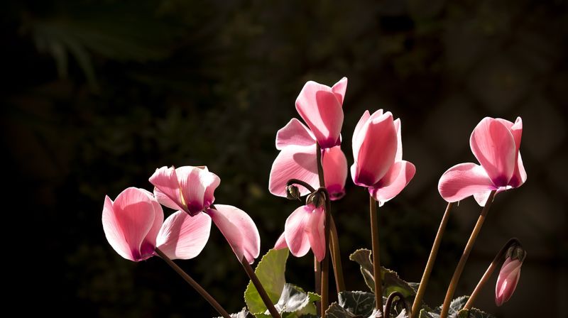 Foto: Pacto Visual / Pixabay