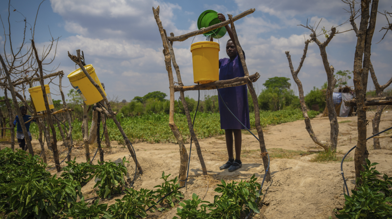 Ved hjelp av ganske små dråper vann og dryppirrigasjon kan det vokse planter. Prevencia fyller vann i bøtter, og vannet føres ut gjennom vannslanger til plantene. Foto: Kirkens Nødhjelp