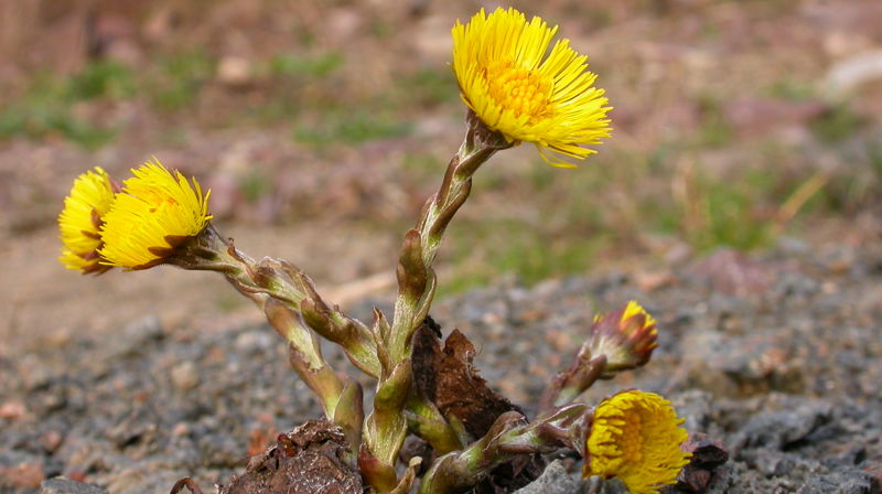 Slipp menigheten løs, det er vår