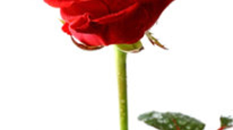 Hvem skal få takknemlighetsprisen i 2016 ?