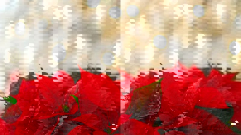 Julemessen 2019 - gevinstliste hovedlotteriet