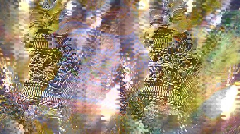 Illustrasjonfoto: Pixabay