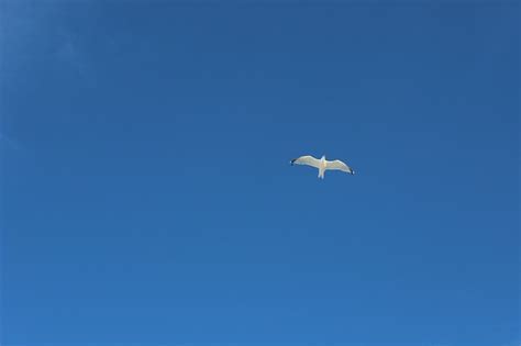 Fredsgudstjeneste i Ørland kirke