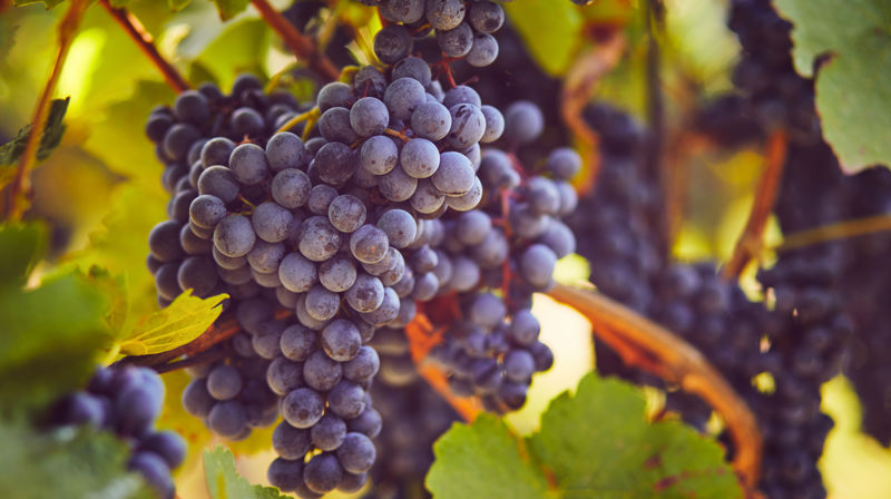 Søndagstankar 18.januar: Overflod!