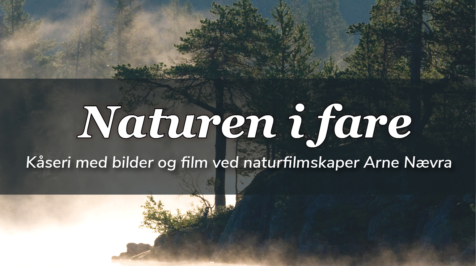 Foto: "Skogsmystikk" av Arne Nævra