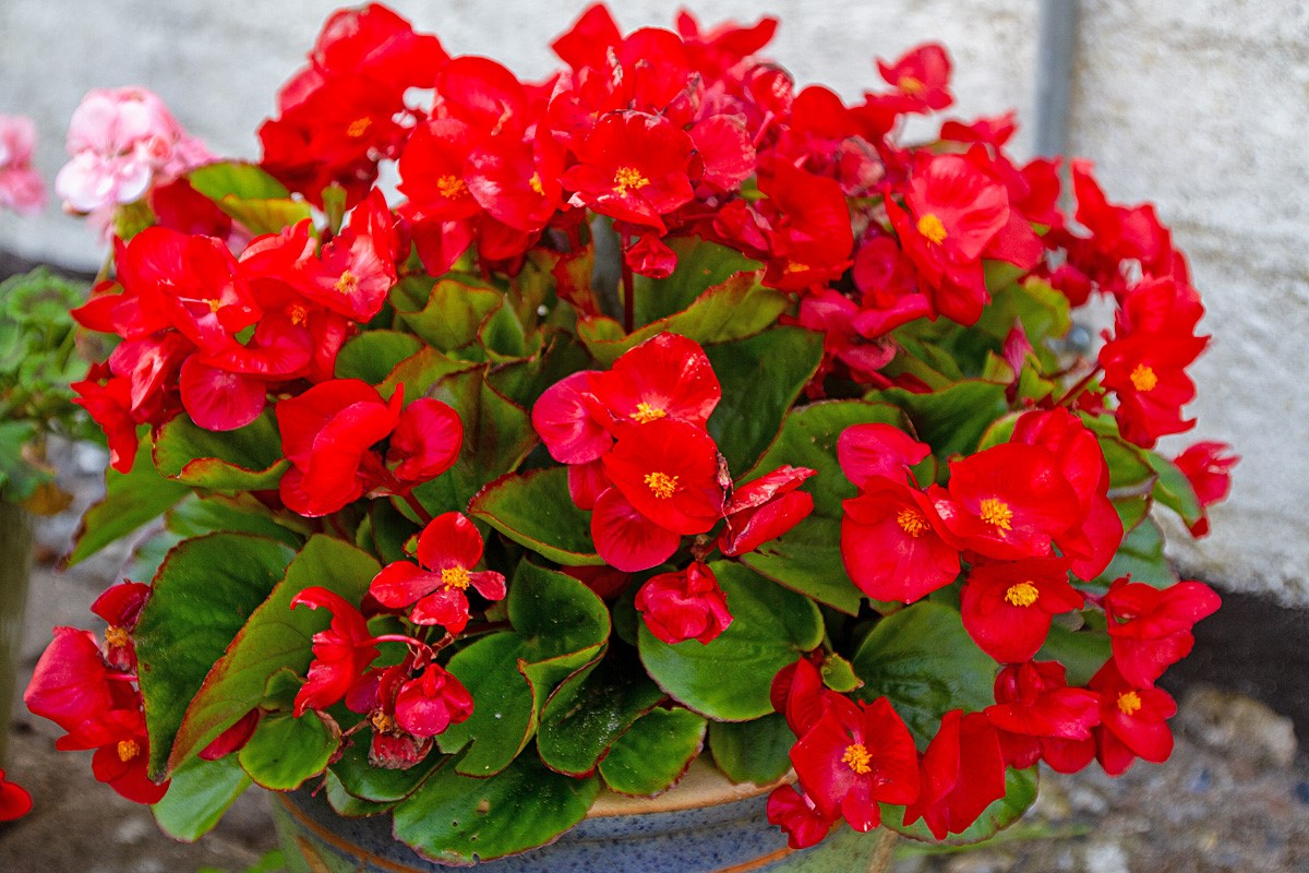 Sommerplanting på kirkegårdene starter nå