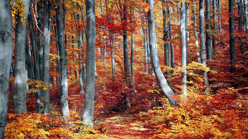 Bilde: Valentin / Pixabay