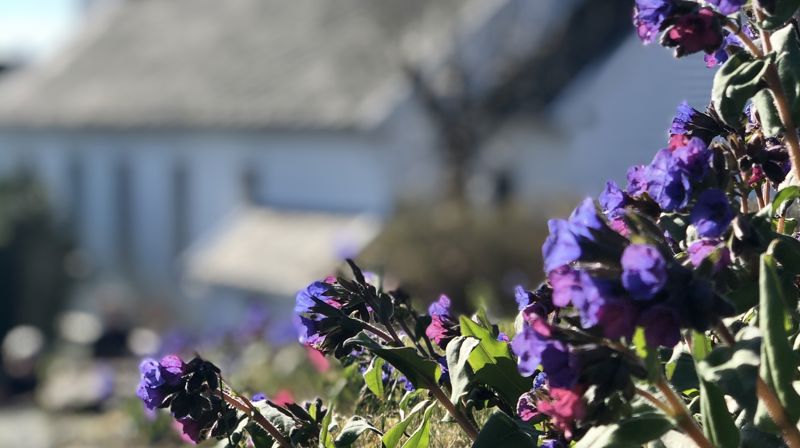 Meland kyrkje april 2020. Foto: Regine Sagstad Berg