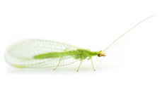 Foto: Erling Fløistad