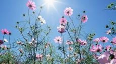 Bilde: Blomster i sol