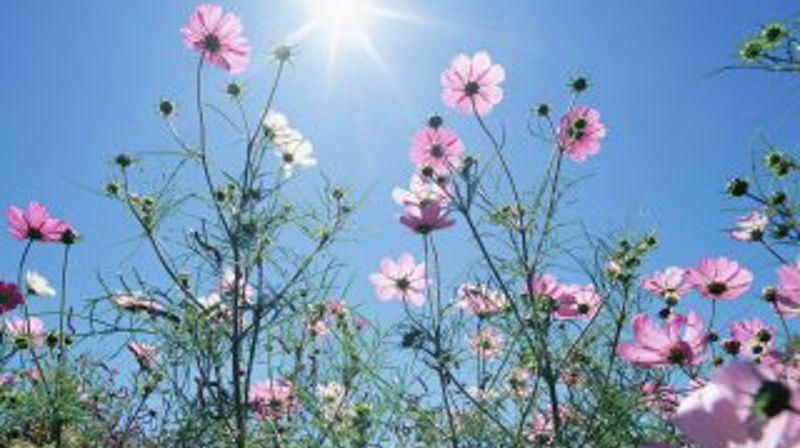 Bilde: Blomster i sol