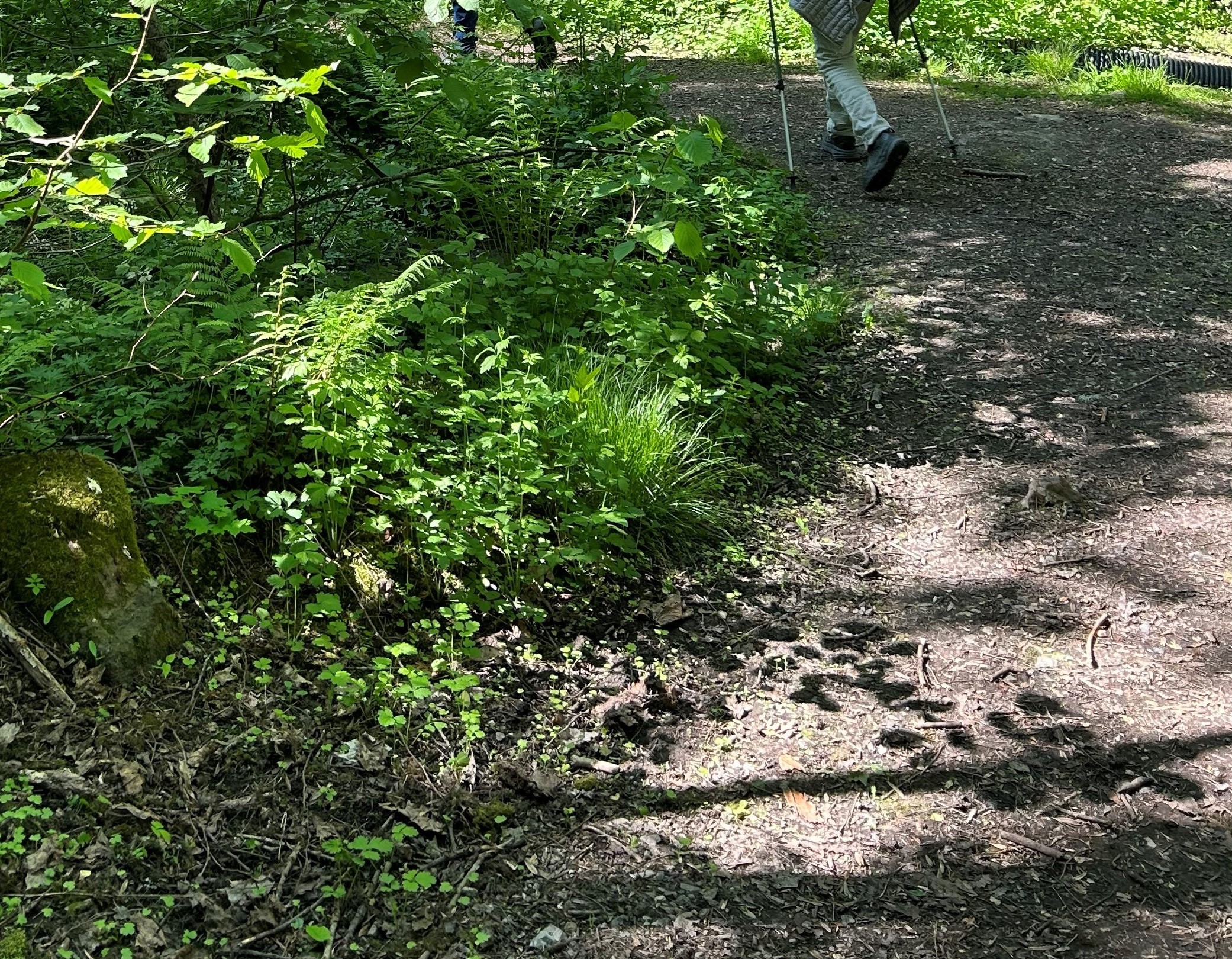 Om pilegrimsvandring