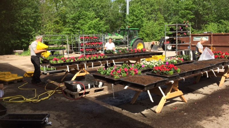 Planteuke