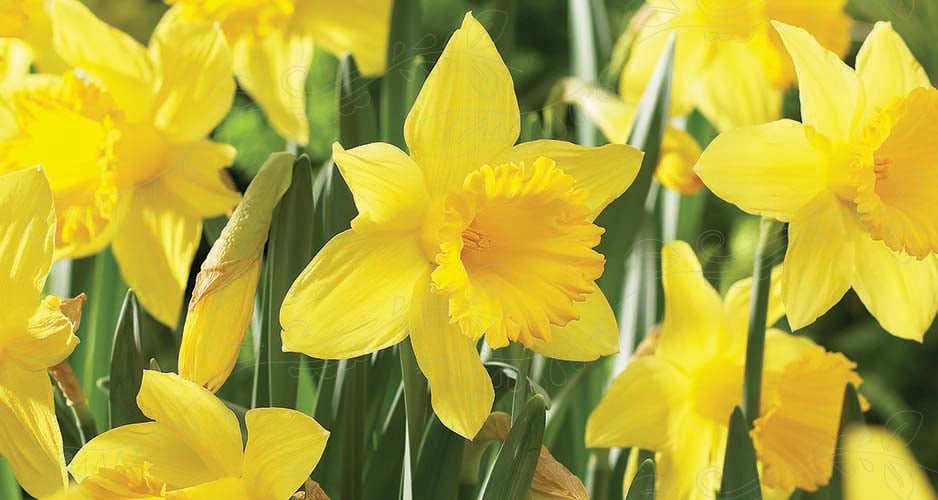 Velkommen til påskefeiring i kirkene i Asker!