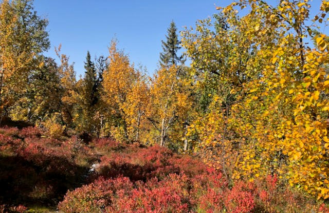 Høstaksjon for omsorg og fellesskap