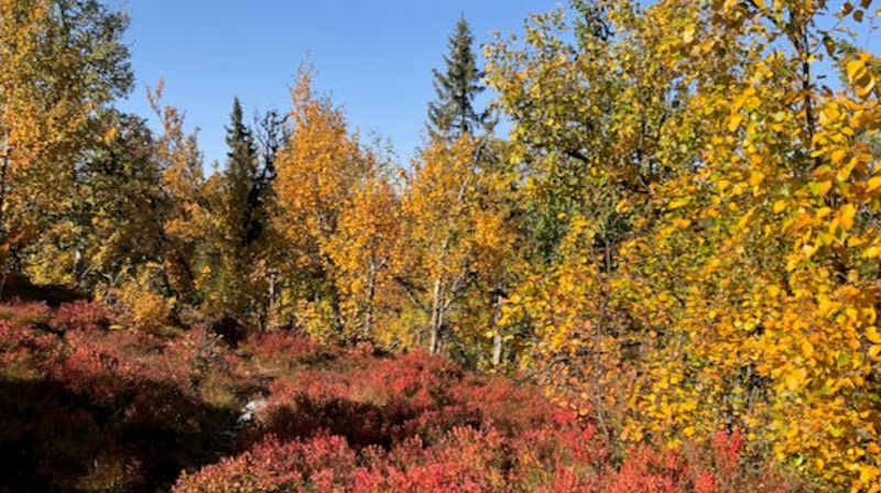 Høstaksjon for omsorg og fellesskap