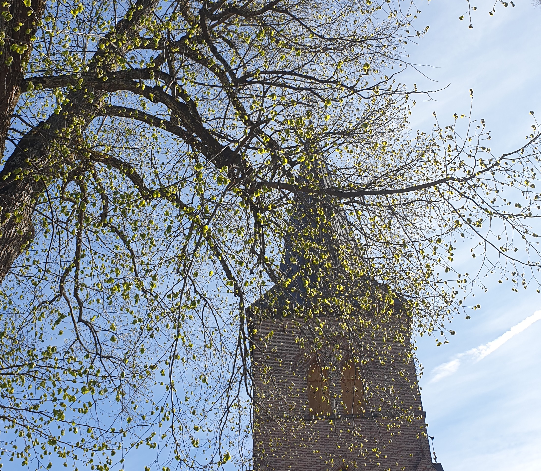 Foto: Karoline Astrup. Asker kirkespir en gryende vårdag