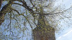 Foto: Karoline Astrup. Asker kirkespir en gryende vårdag