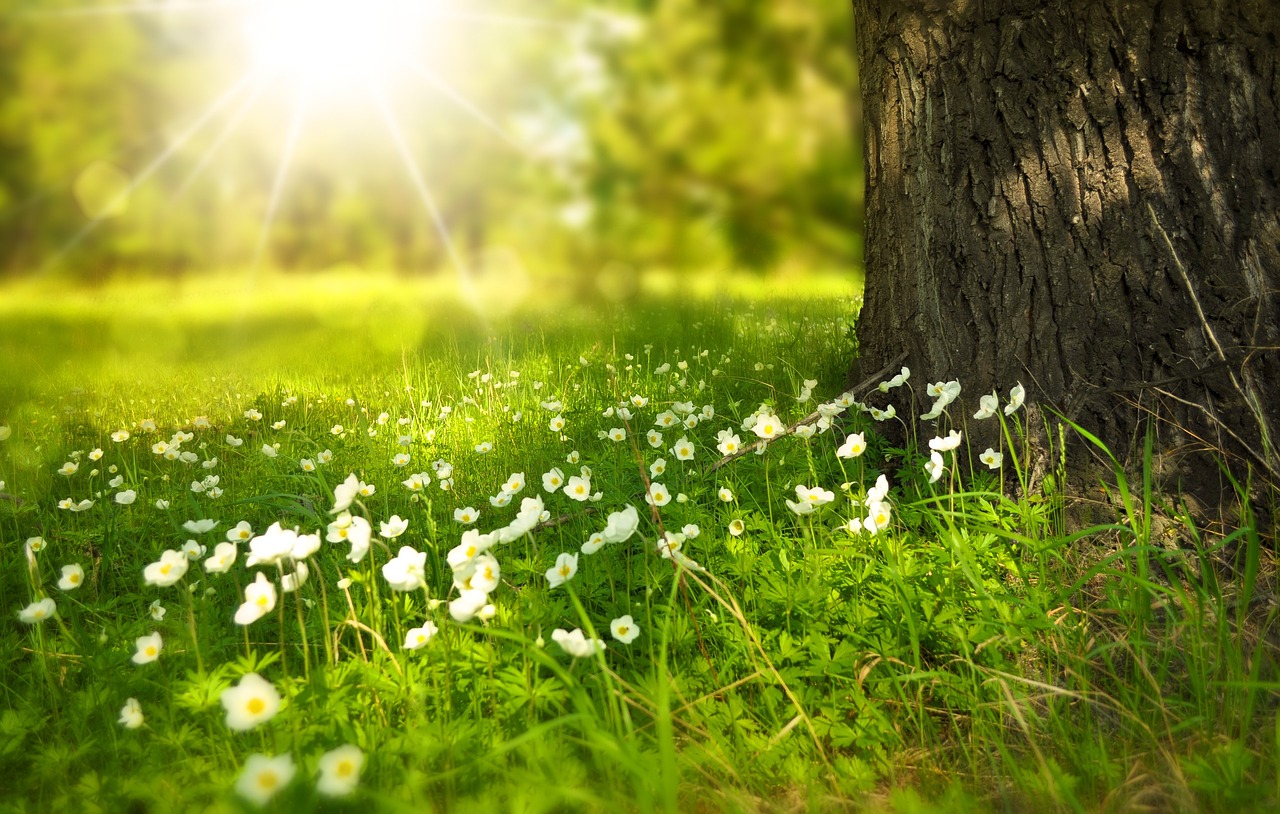 Blomstereng og lys, pixabay