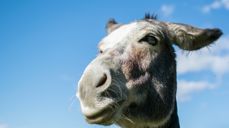 Foto: Andrea Bolis, Pixabay